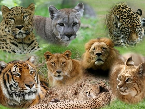 which big cat are you